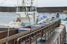 淡路島岩屋漁港で水揚げされた新鮮なちりめん