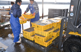淡路島岩屋漁港で水揚げされた新鮮なちりめん