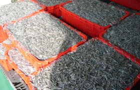 明石海峡の海にもまれ身の引き締まったいかなご