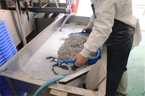 丁寧に素早く炊き込み