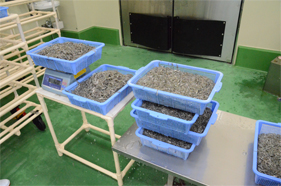 丁寧に素早く炊き込み