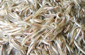 明石海峡の海にもまれ身の引き締まったいかなご